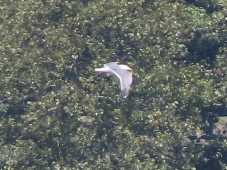 Lesser Black-backed Gull - Ruben Stoll