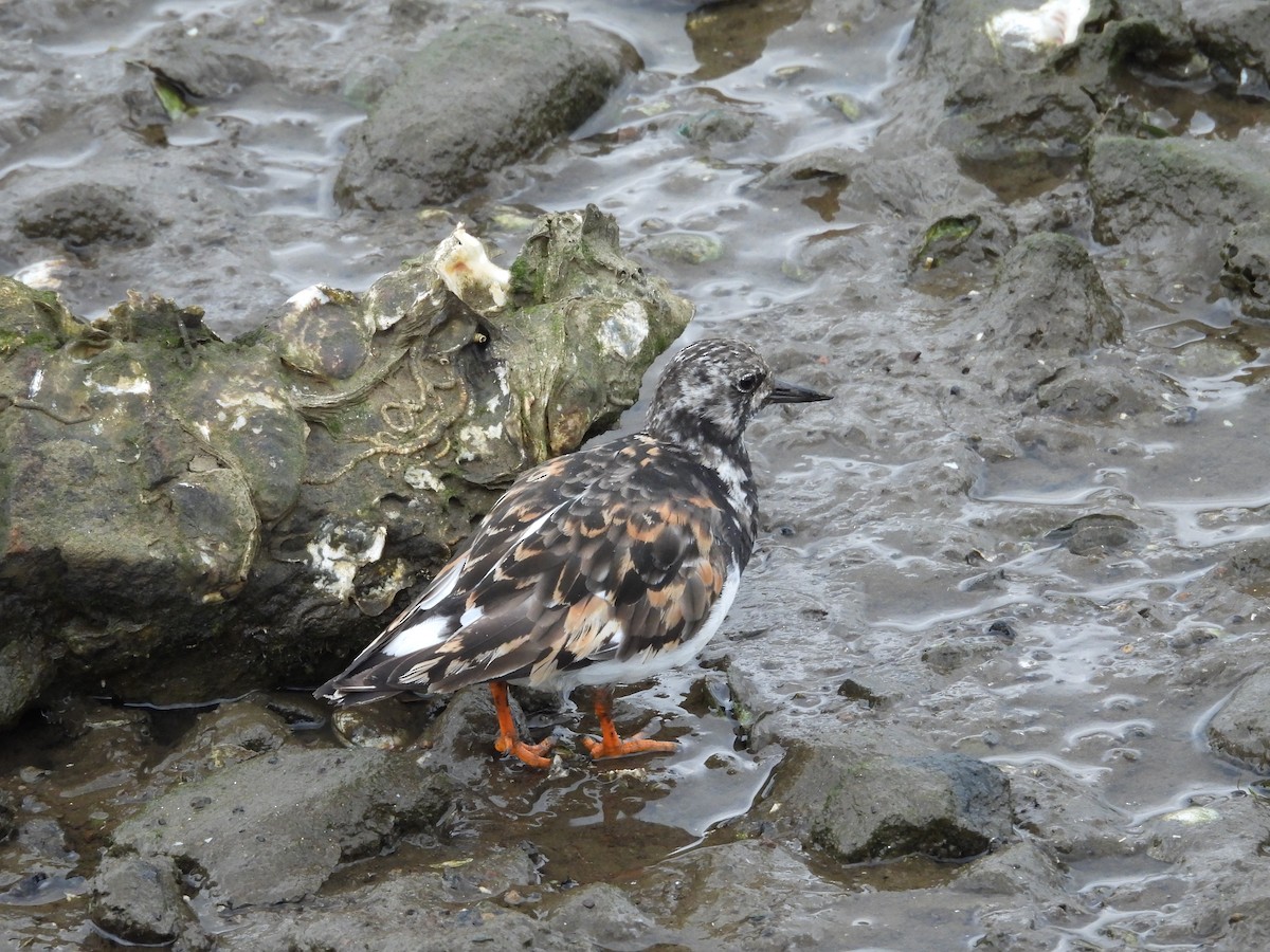 Ruddy Turnstone - ML623529493