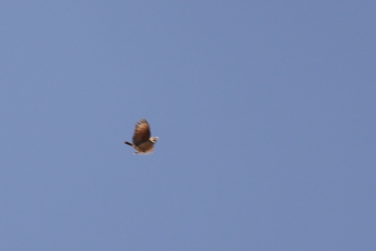 Eastern Clapper Lark - ML623529495