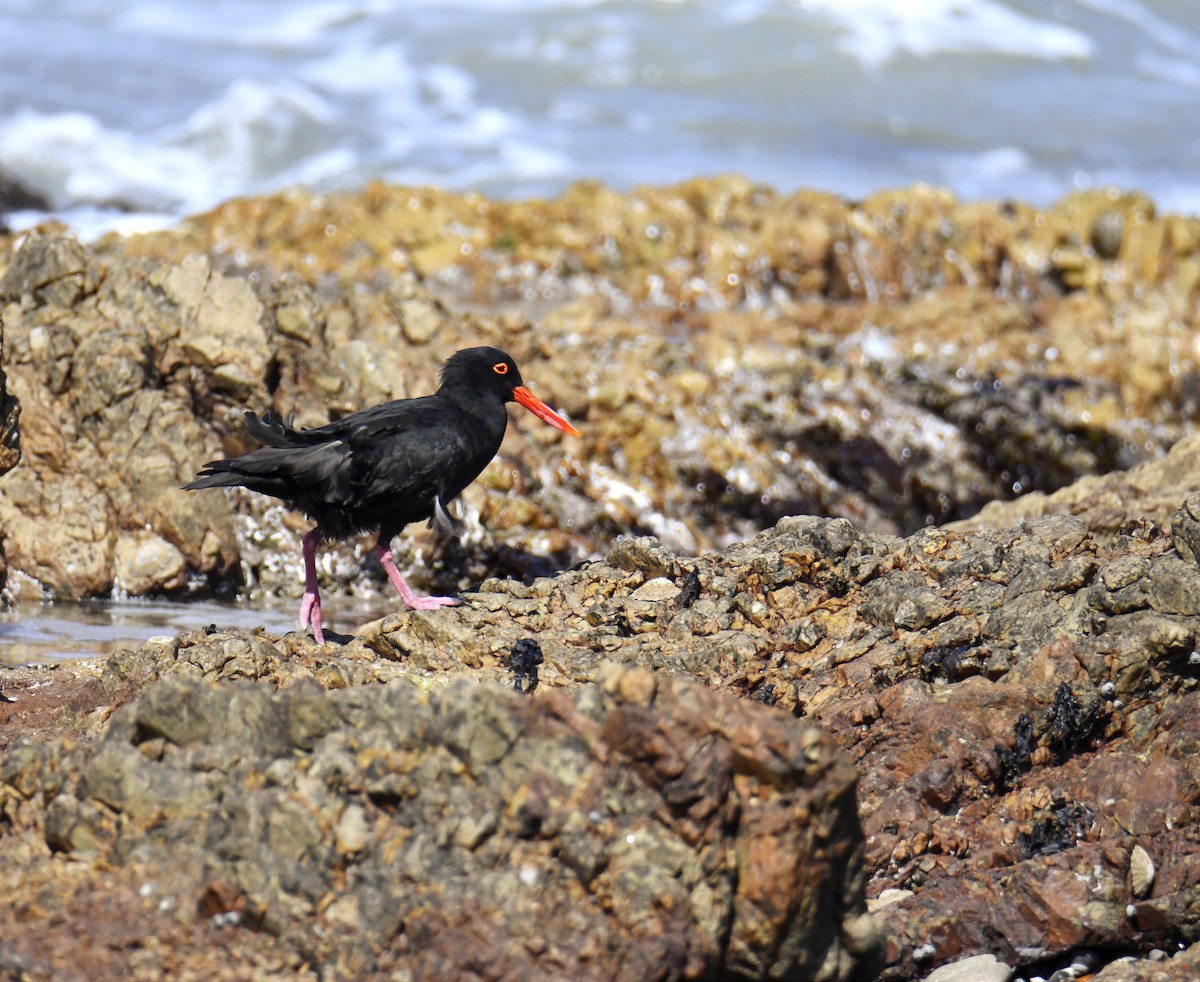 African Oystercatcher - ML623529505