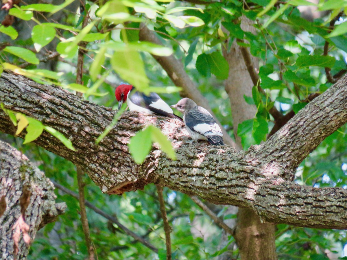 Red-headed Woodpecker - ML623529513