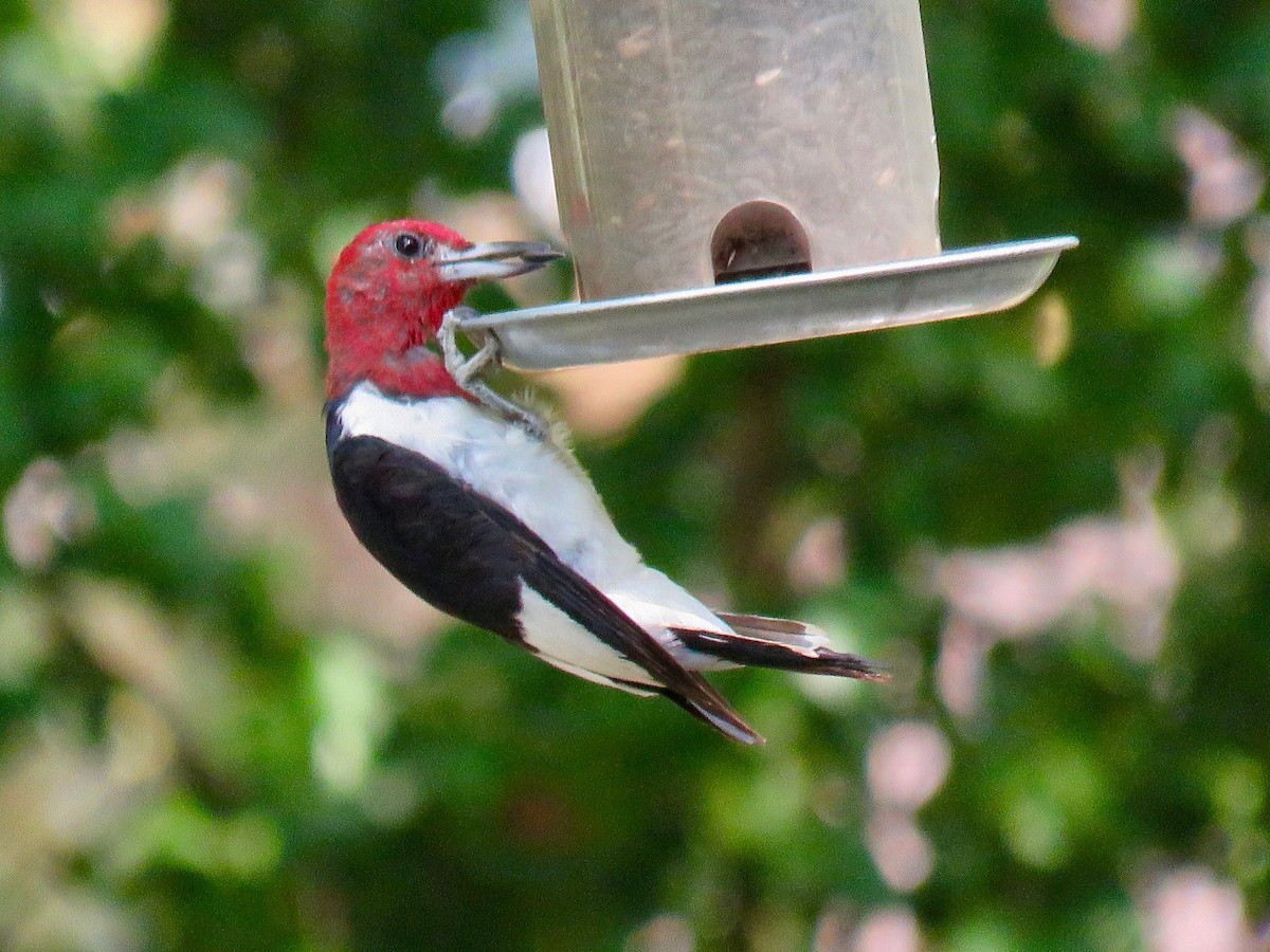 Red-headed Woodpecker - ML623529521