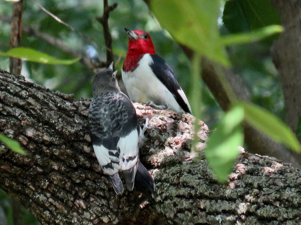 Red-headed Woodpecker - ML623529523