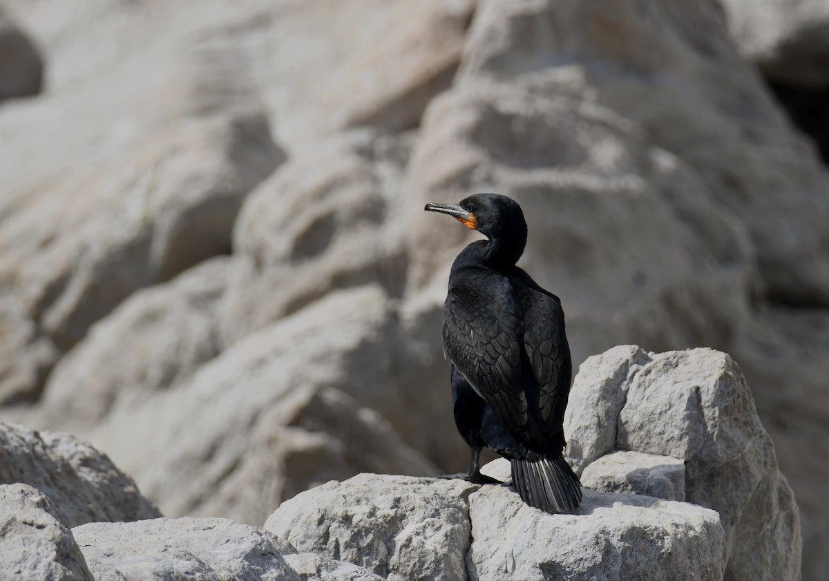Cape Cormorant - ML623529524