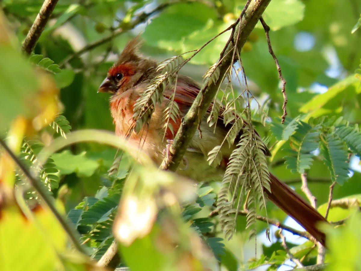 Northern Cardinal - ML623529532