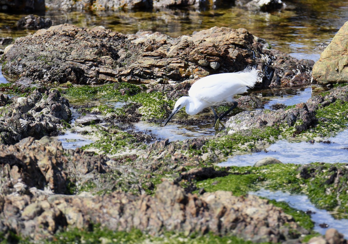 Little Egret - ML623529537
