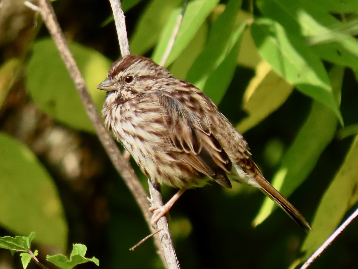 Song Sparrow - ML623529570