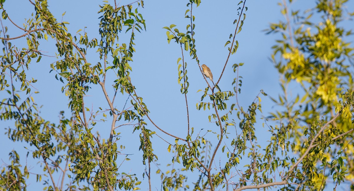 Passerin azuré - ML623529584