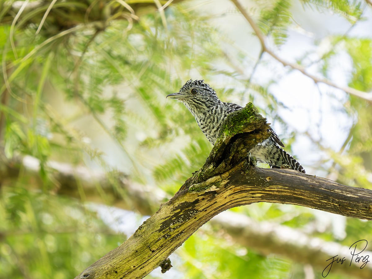 Bar-crested Antshrike - ML623529639