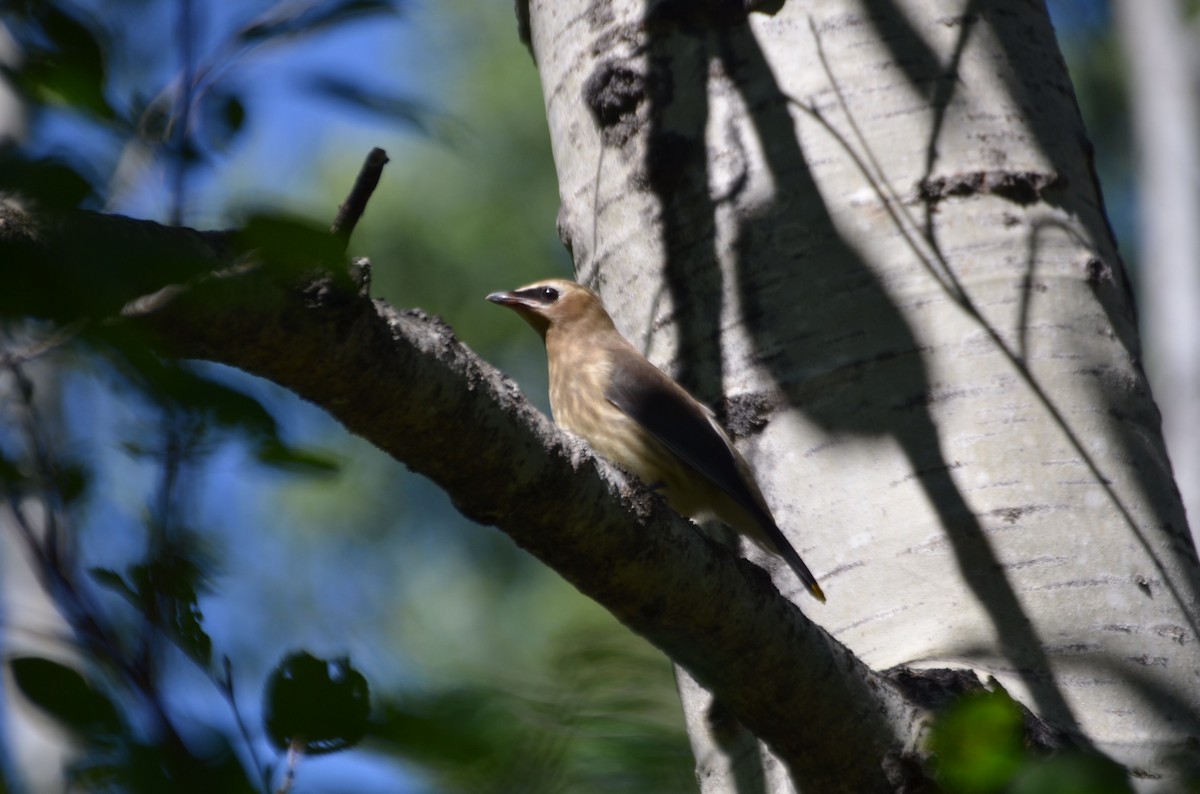 Cedar Waxwing - ML623529704