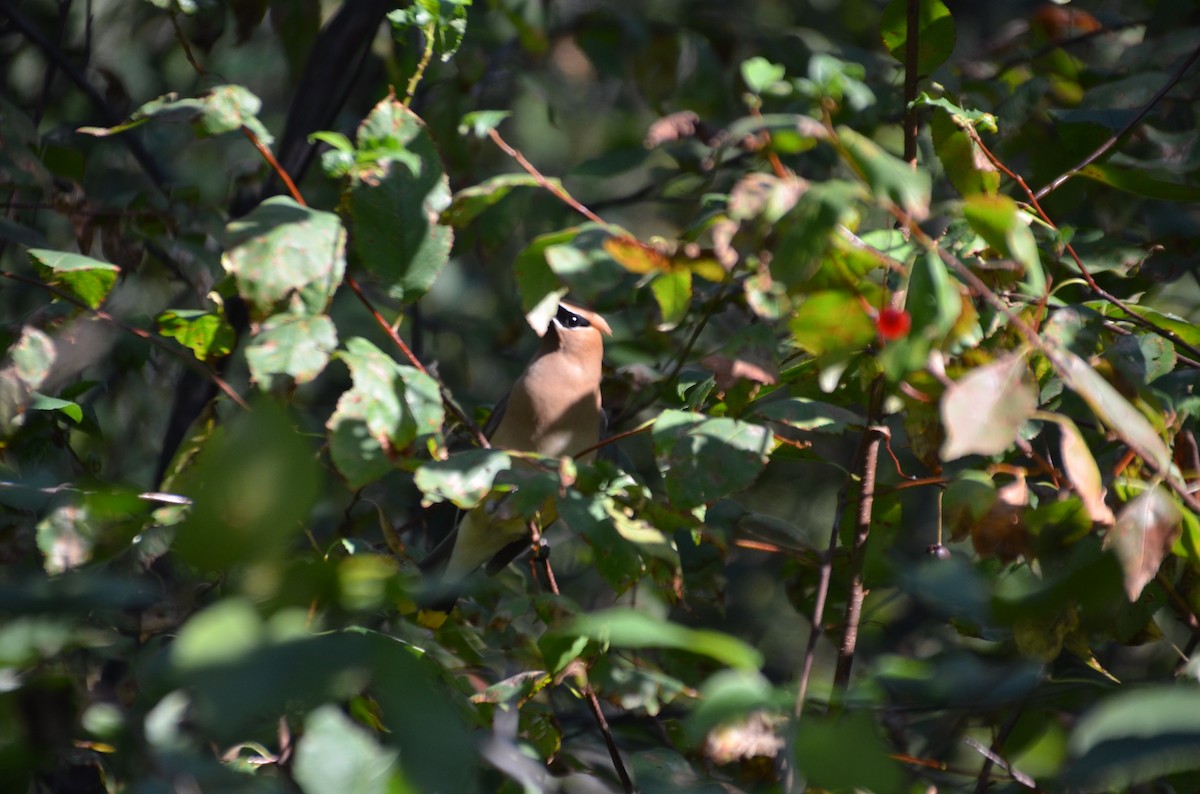 Cedar Waxwing - ML623529705