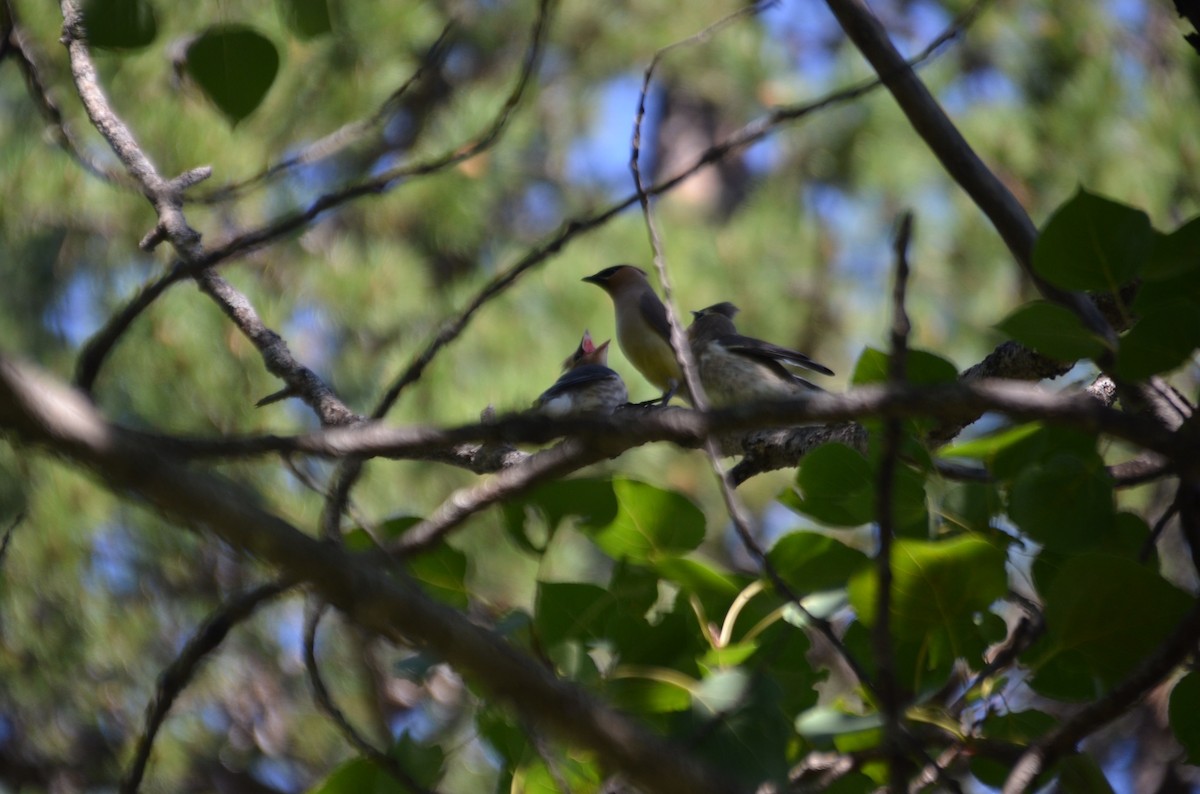 Cedar Waxwing - ML623529706