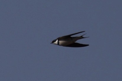 White-throated Swallow - ML623529717