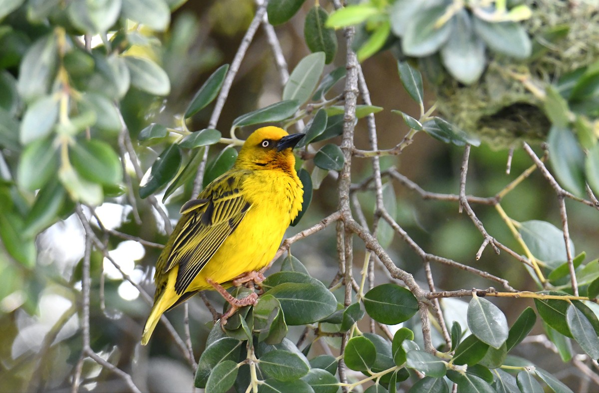 Cape Weaver - ML623529723