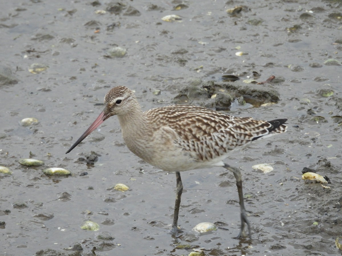 Bar-tailed Godwit - ML623529725