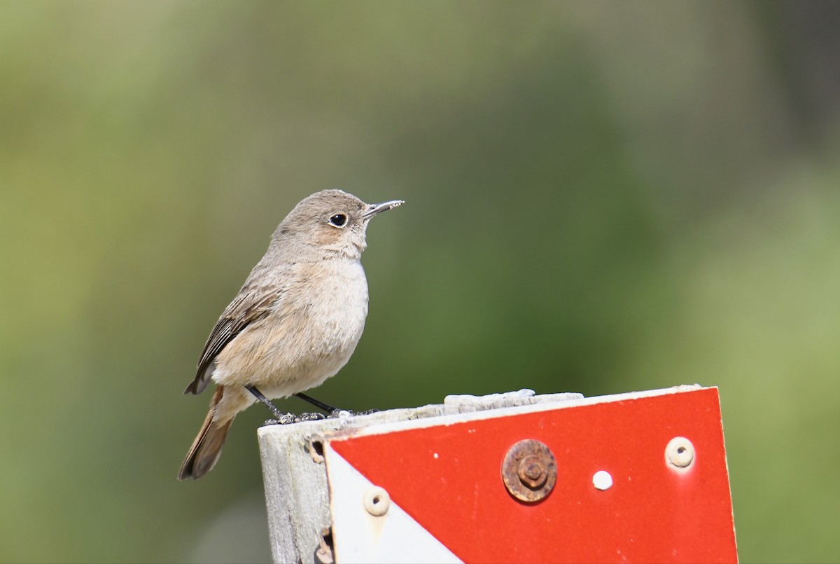 Familiar Chat - ML623529737