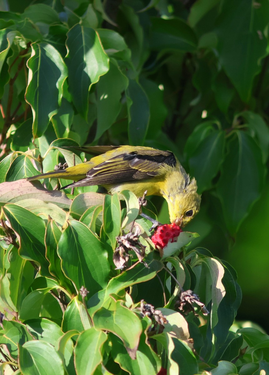 Scarlet Tanager - ML623529754