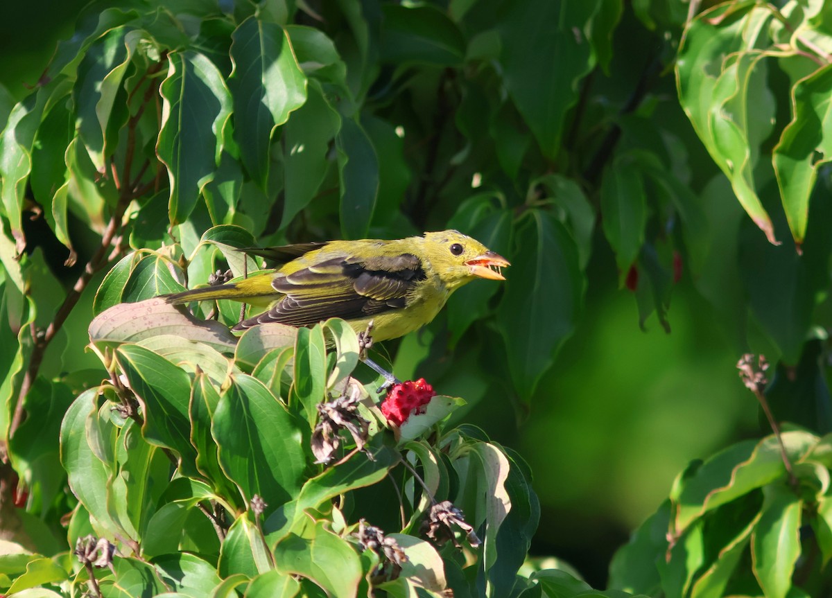 Scarlet Tanager - ML623529756