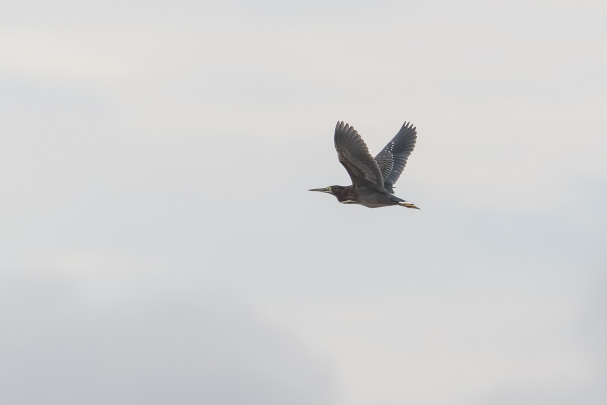 Green Heron - ML623529758