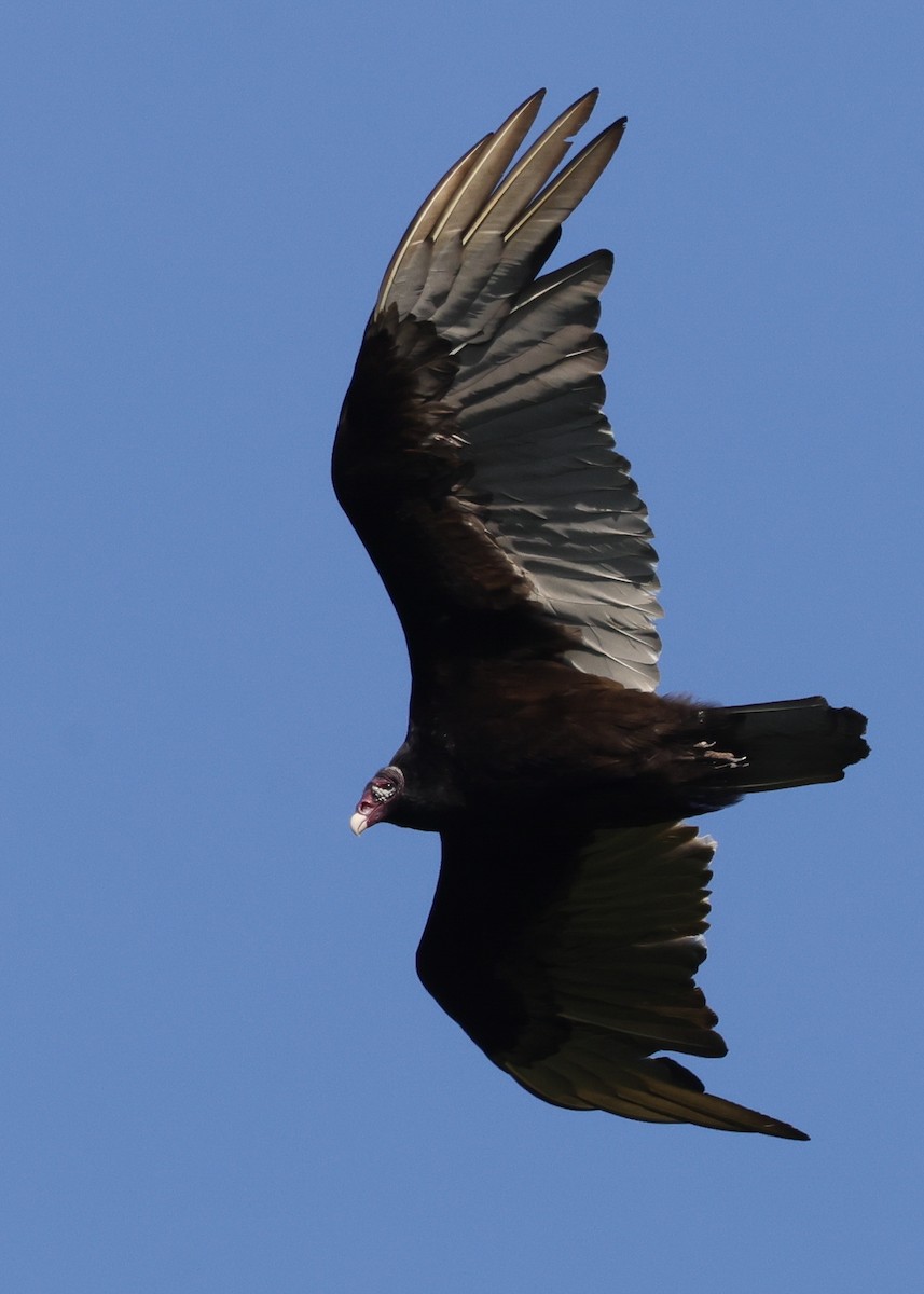Turkey Vulture - ML623529793