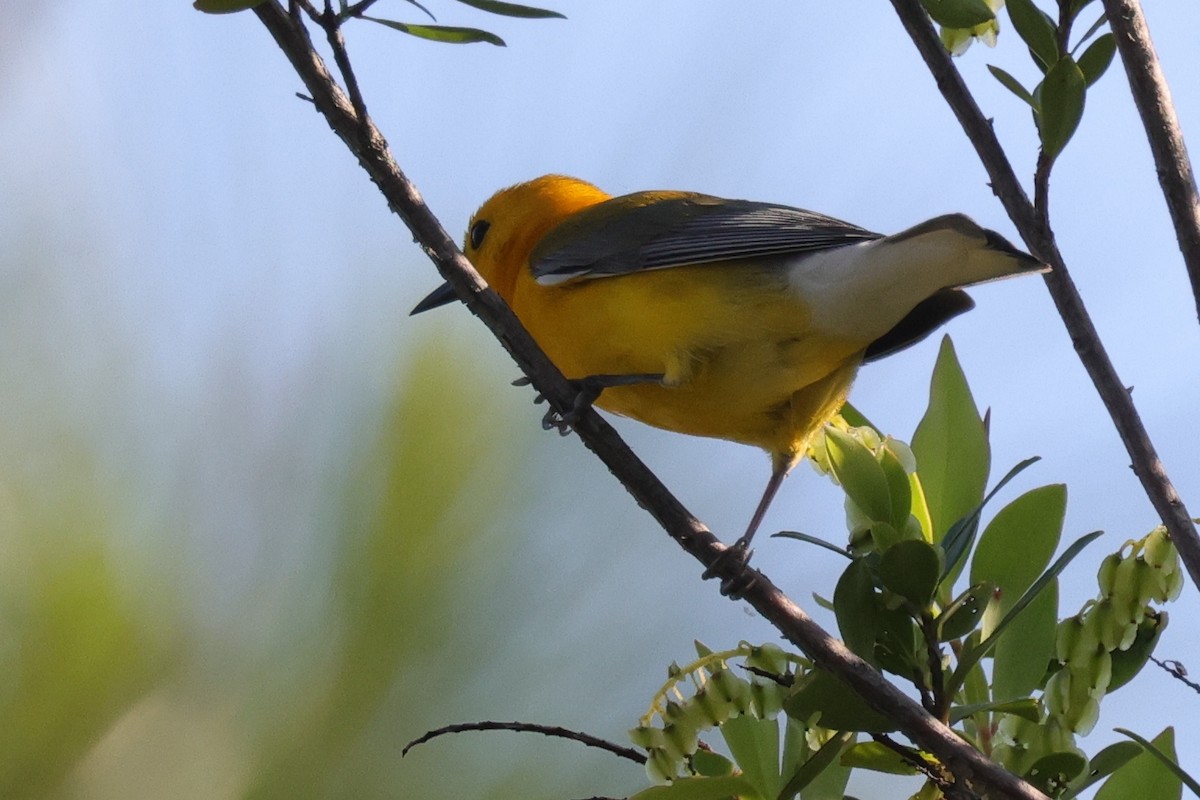 Prothonotary Warbler - ML623529836