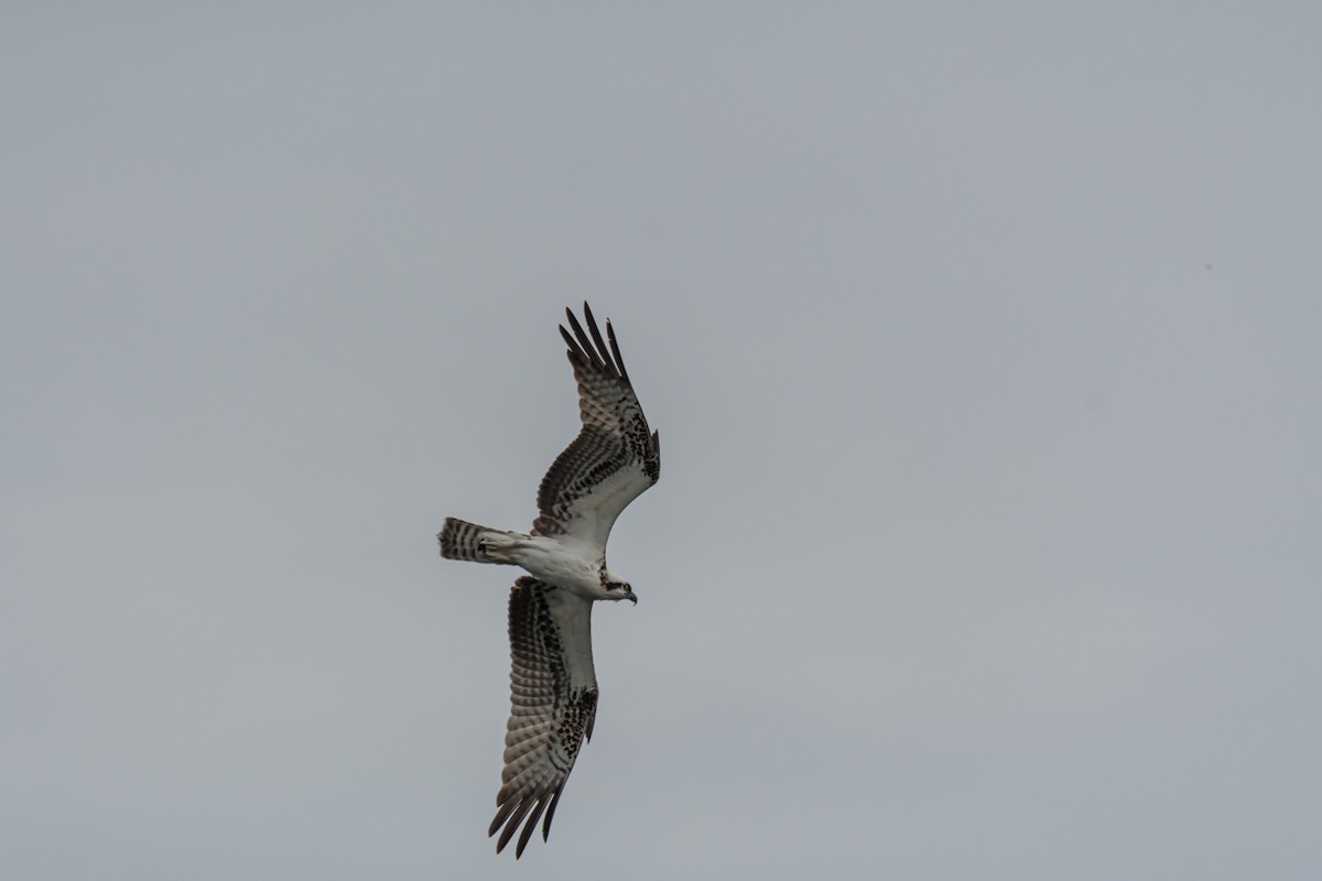 Osprey - ML623529841