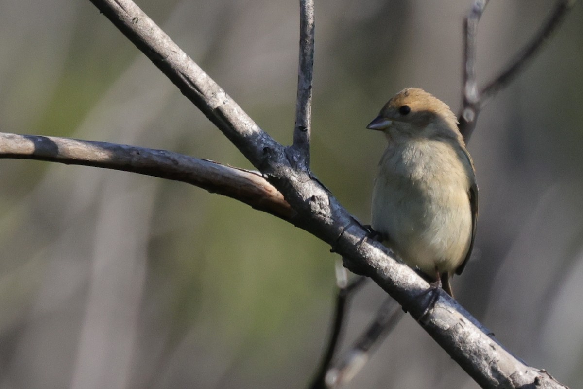 Indigo Bunting - ML623529880