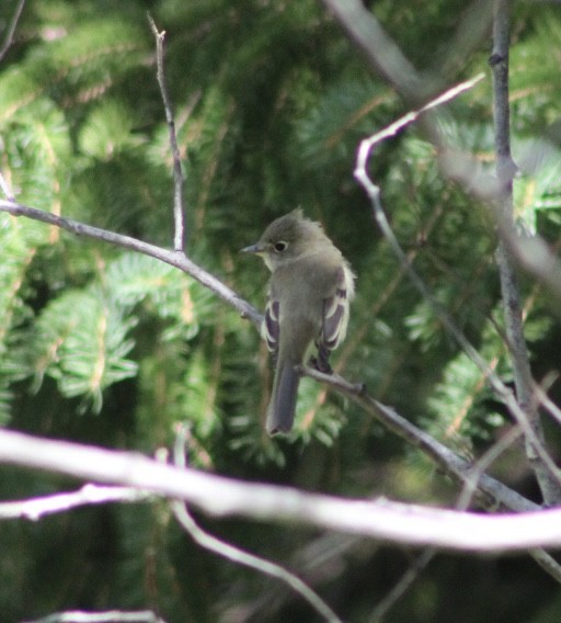 Yellow-bellied Flycatcher - ML623529902