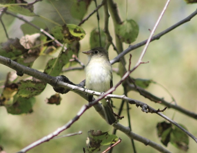 Yellow-bellied Flycatcher - ML623529903