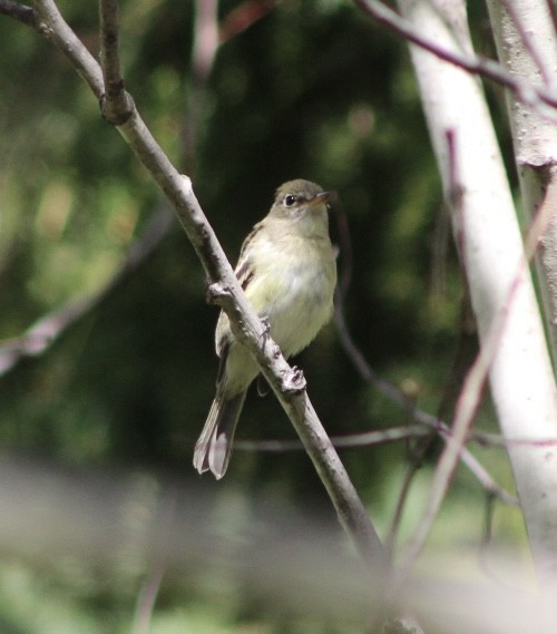 Yellow-bellied Flycatcher - ML623529904