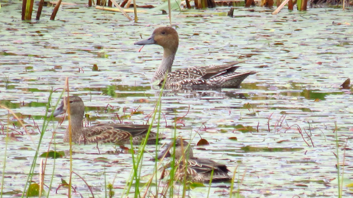 Northern Pintail - ML623529924