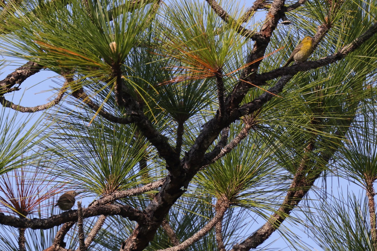 Pine Warbler - ML623529926
