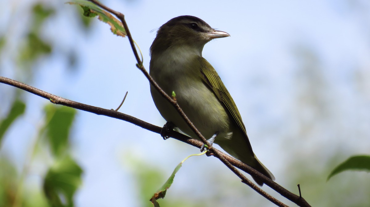 Red-eyed Vireo - ML623529930