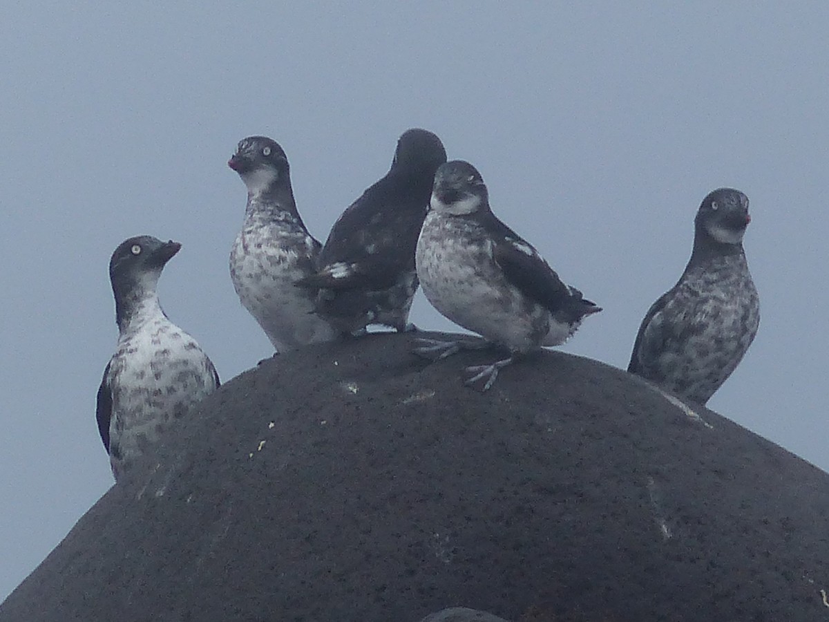 Least Auklet - ML623529938