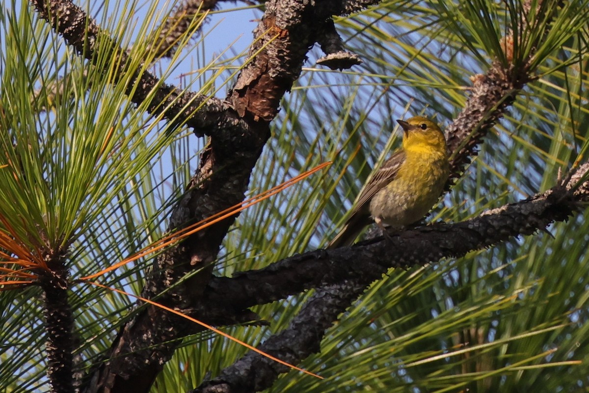 Pine Warbler - ML623529942