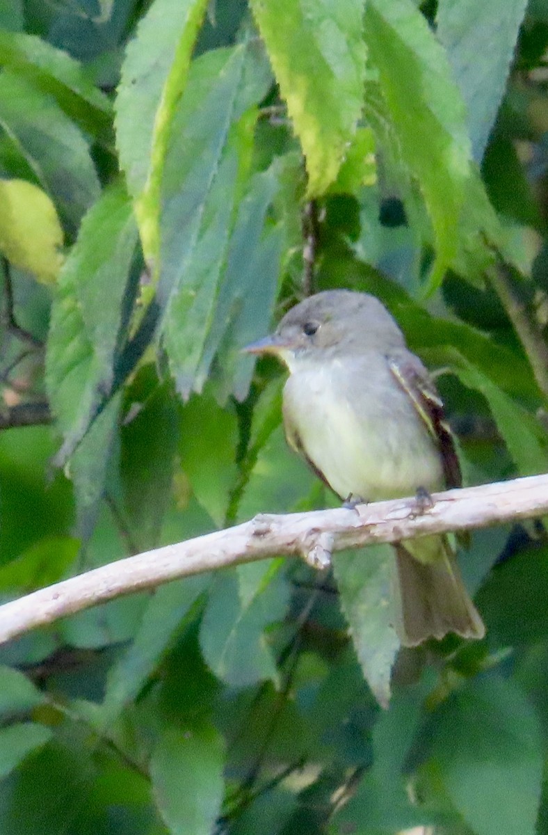 Eastern Wood-Pewee - ML623529944