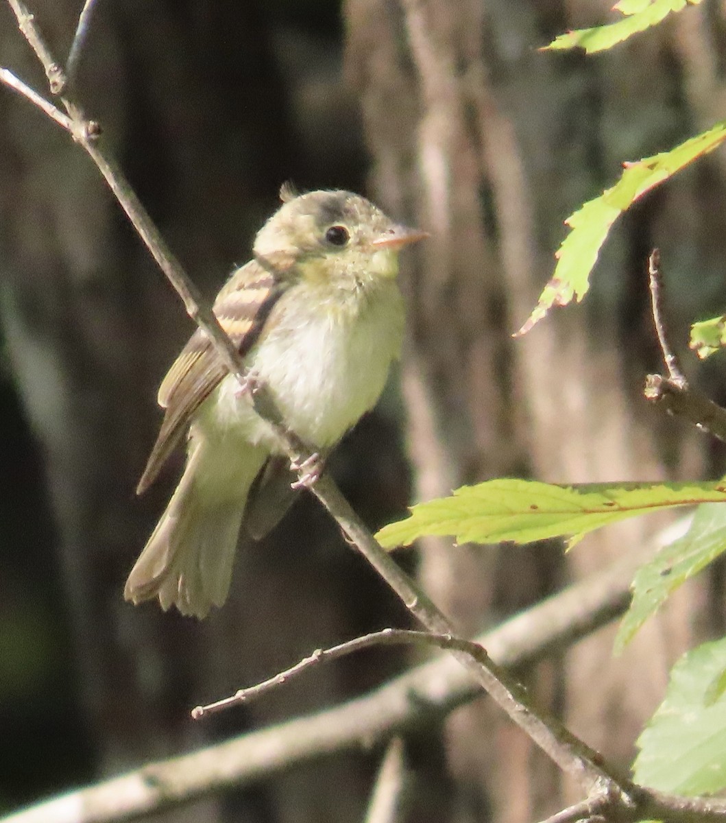 Acadian Flycatcher - ML623529946