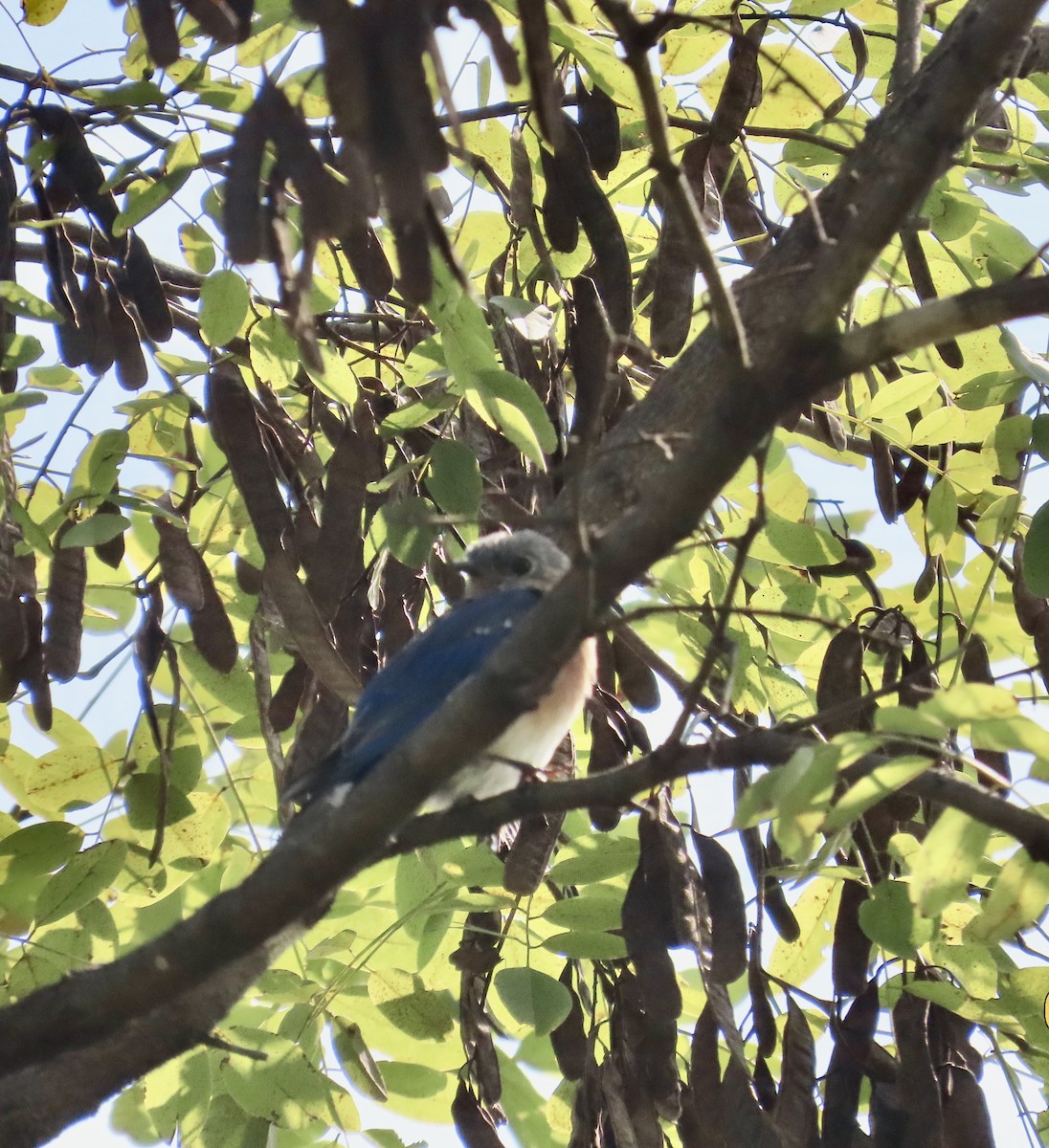 Eastern Bluebird - ML623529960