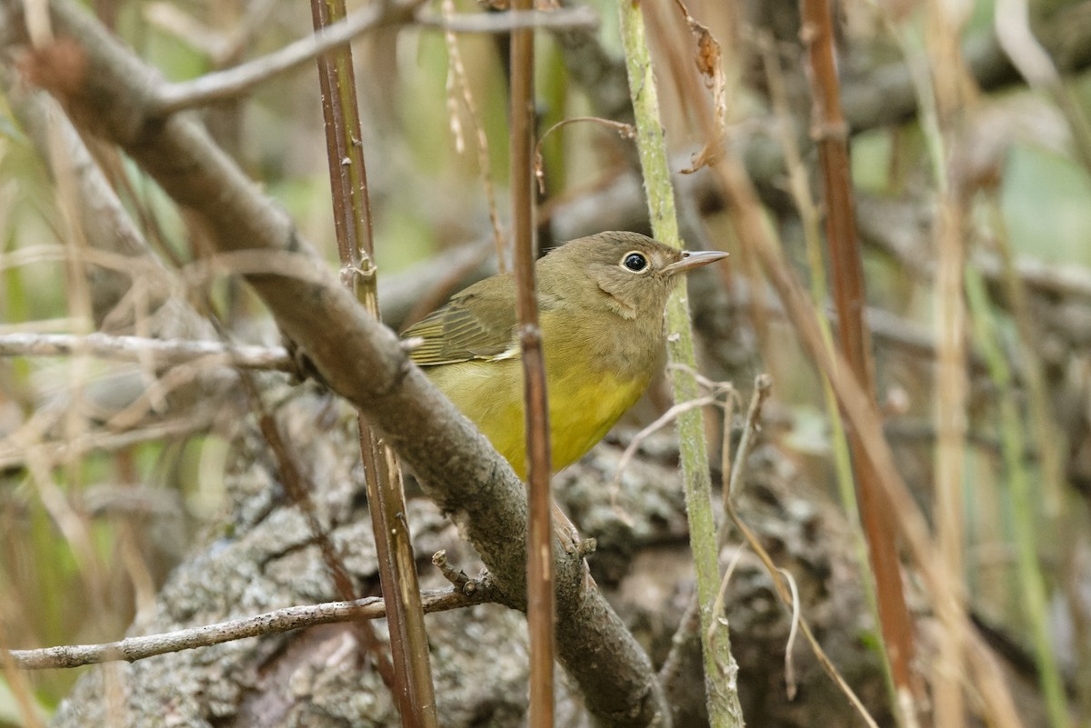 Connecticut Warbler - ML623529962