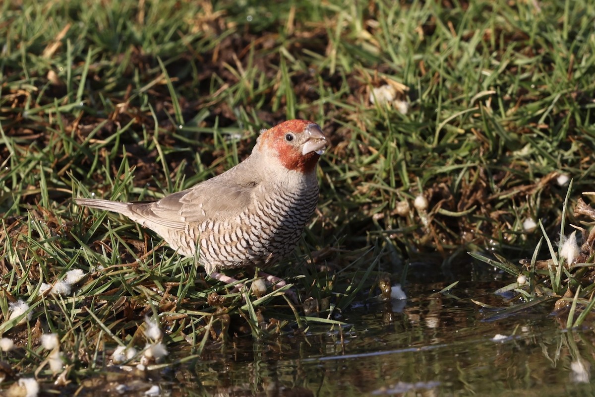 Red-headed Finch - ML623529963