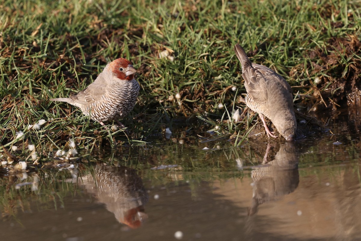 Red-headed Finch - ML623529964