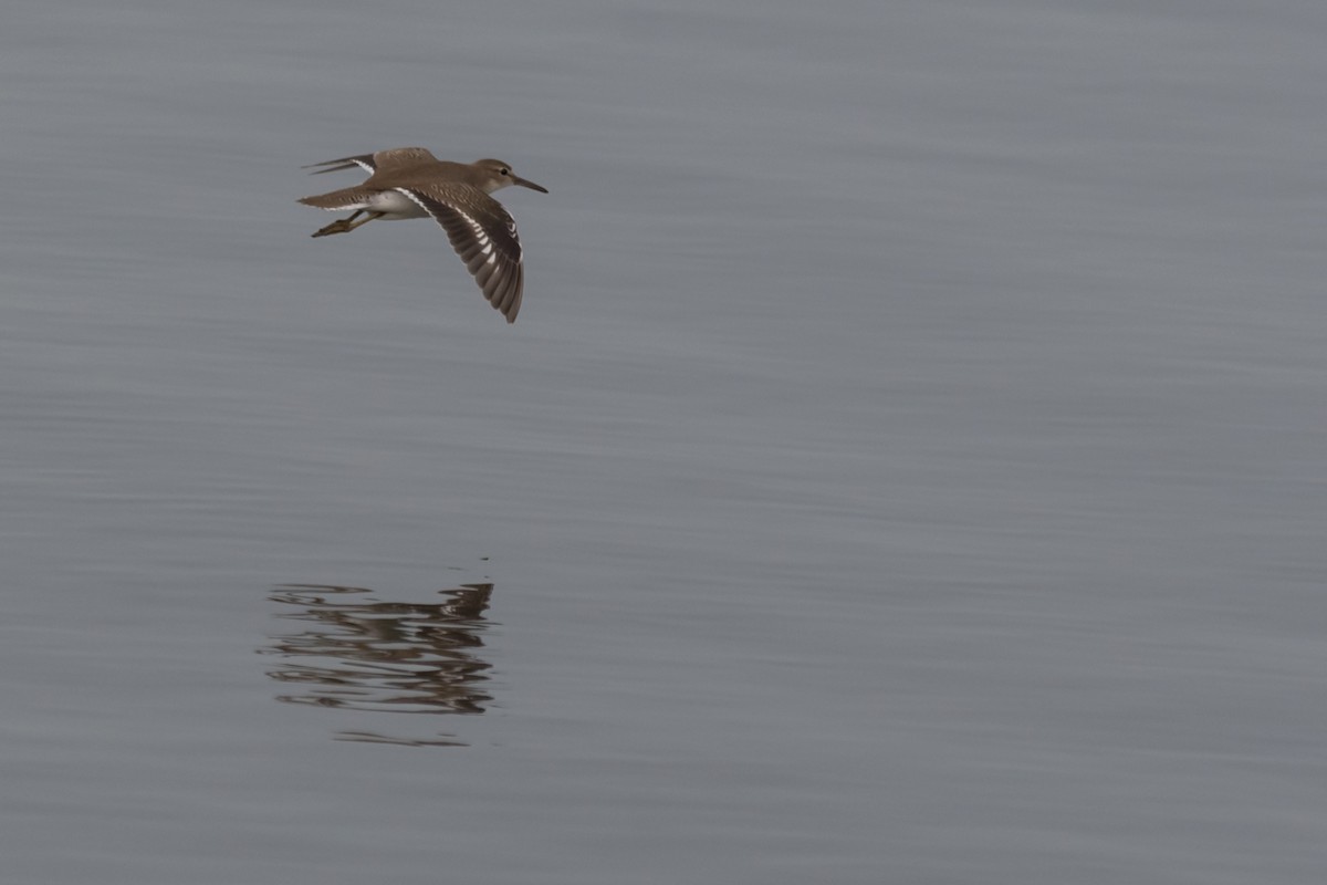 Spotted Sandpiper - ML623529987