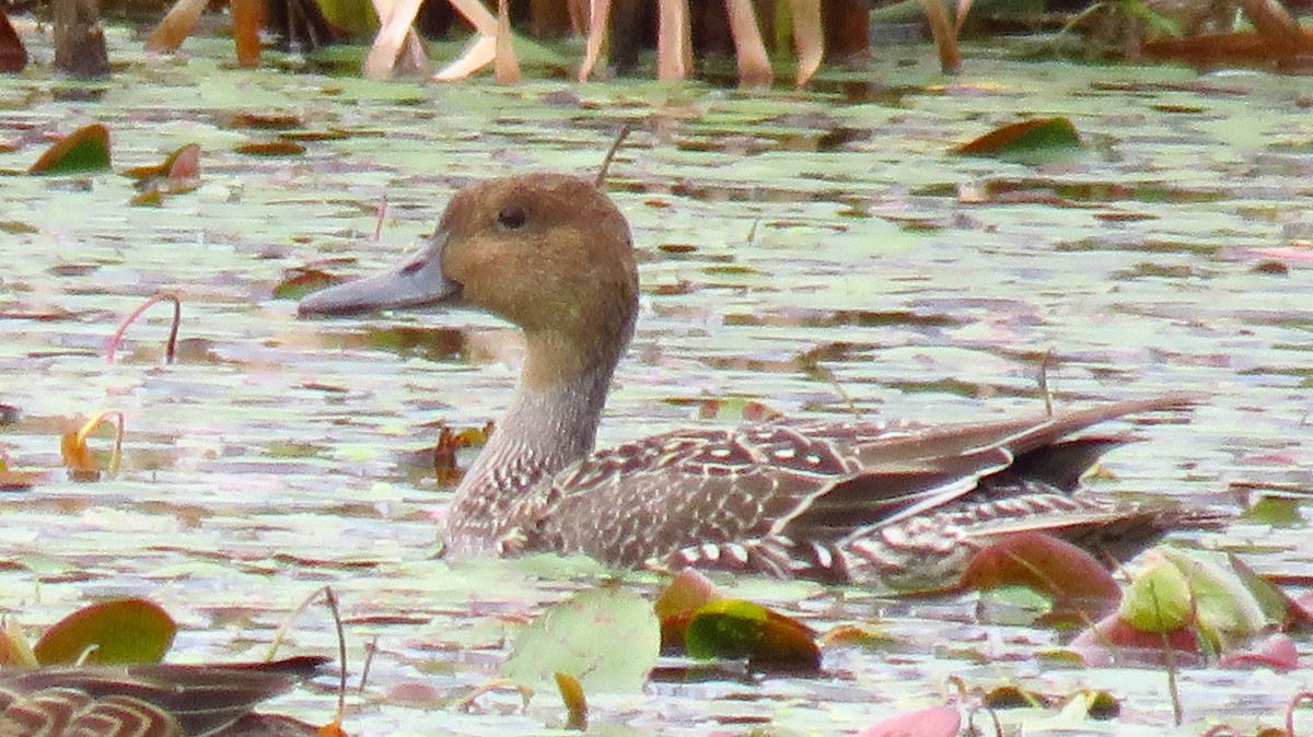 Northern Pintail - ML623529988