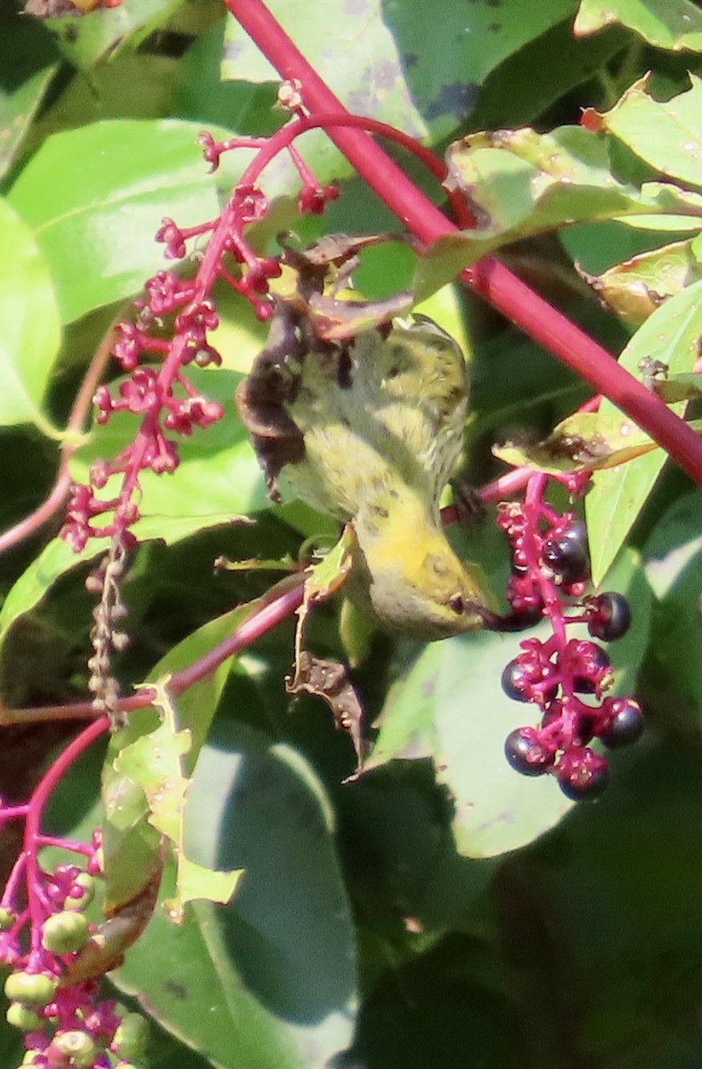 Cape May Warbler - ML623529989