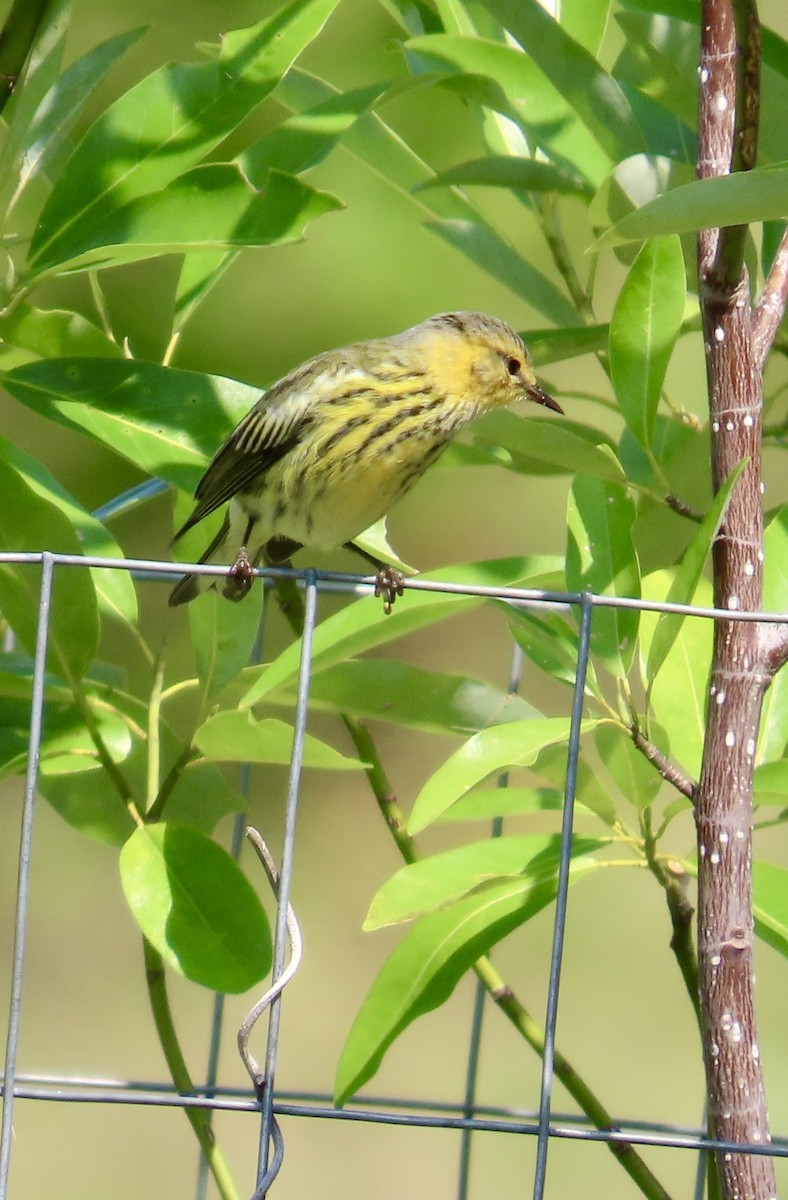 Cape May Warbler - ML623529990