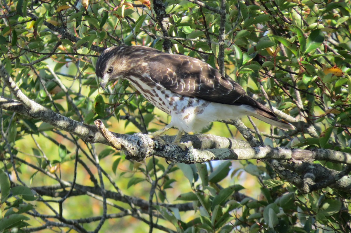 Broad-winged Hawk - ML623529991