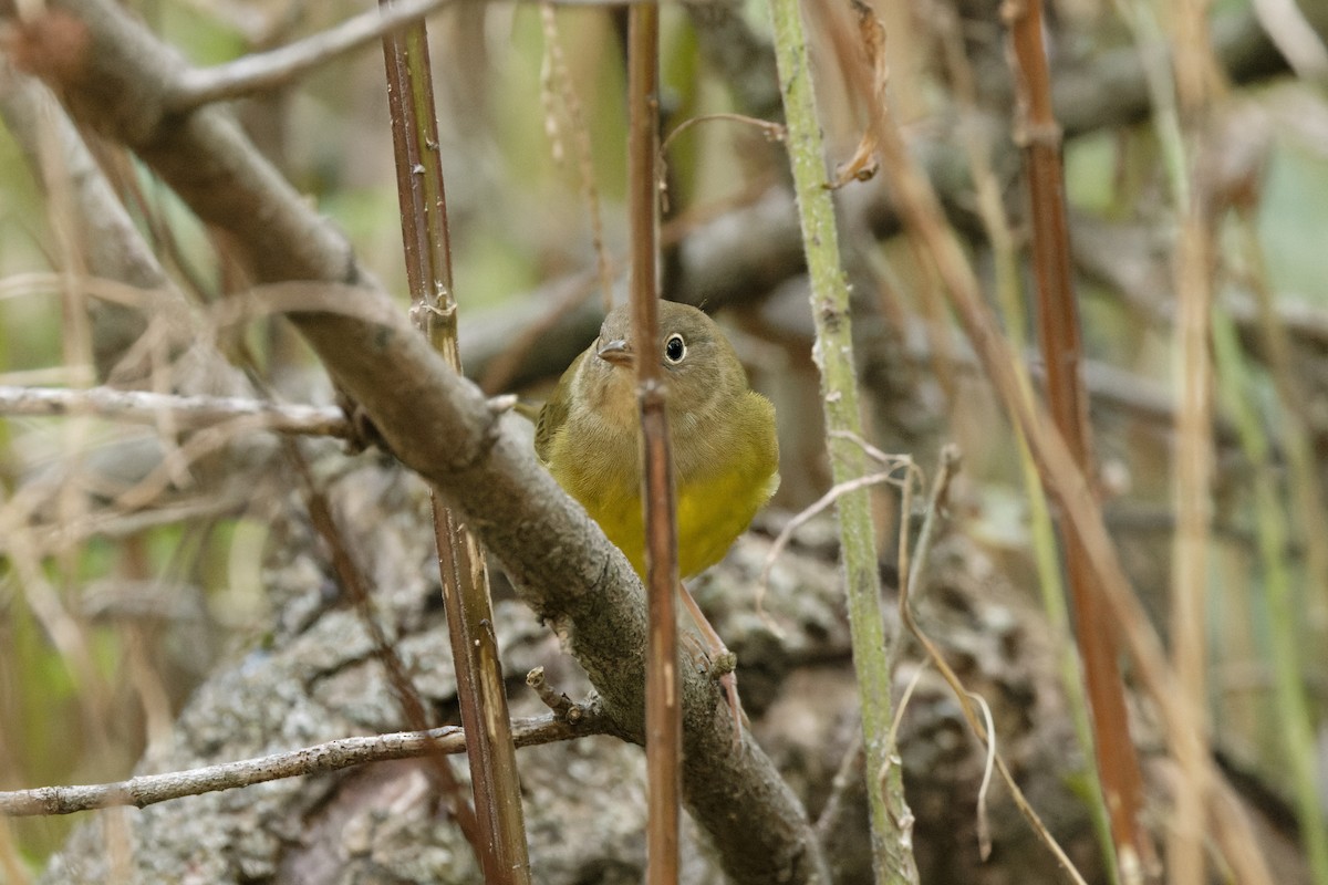 Connecticut Warbler - ML623530006