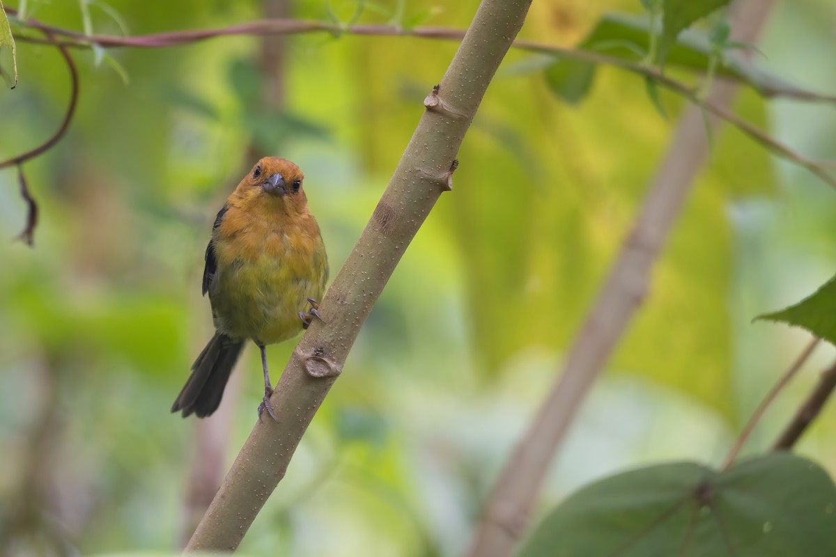 Ochre-breasted Brushfinch - ML623530007