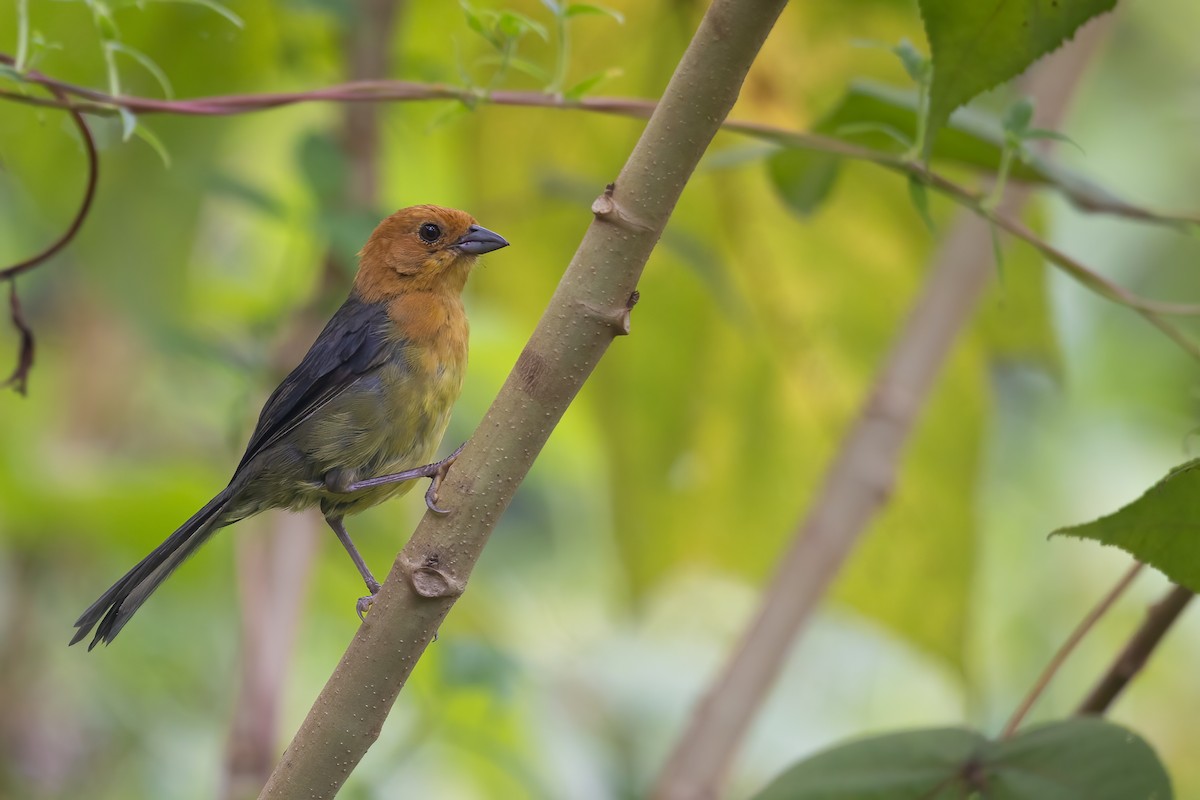 Ochre-breasted Brushfinch - ML623530008