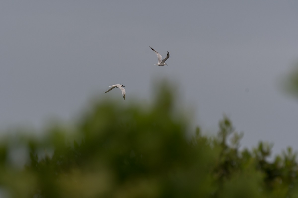 Sandwich Tern - ML623530018